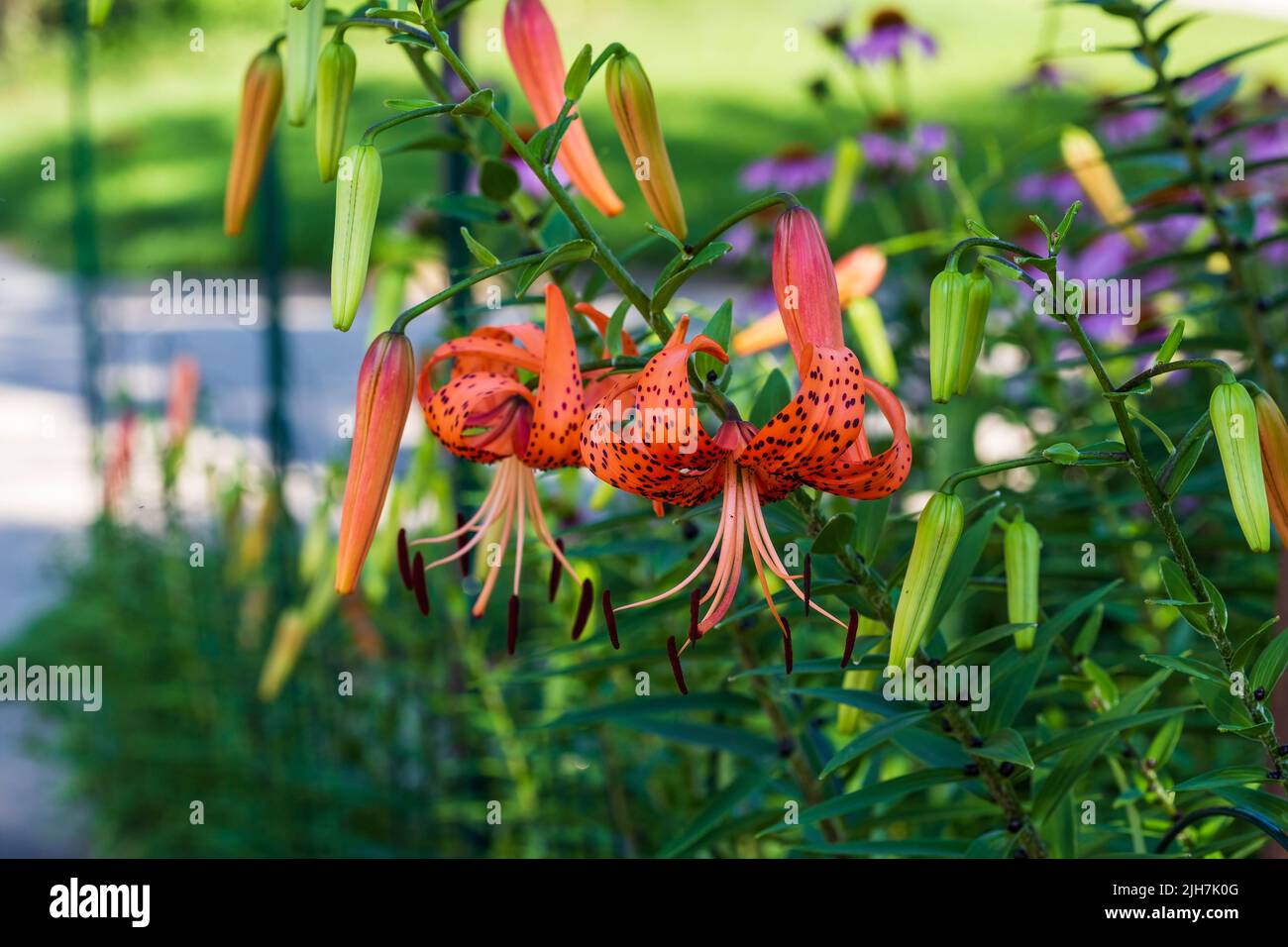 multiple tiger lilies blooming in the front garden Stock Photo Alamy