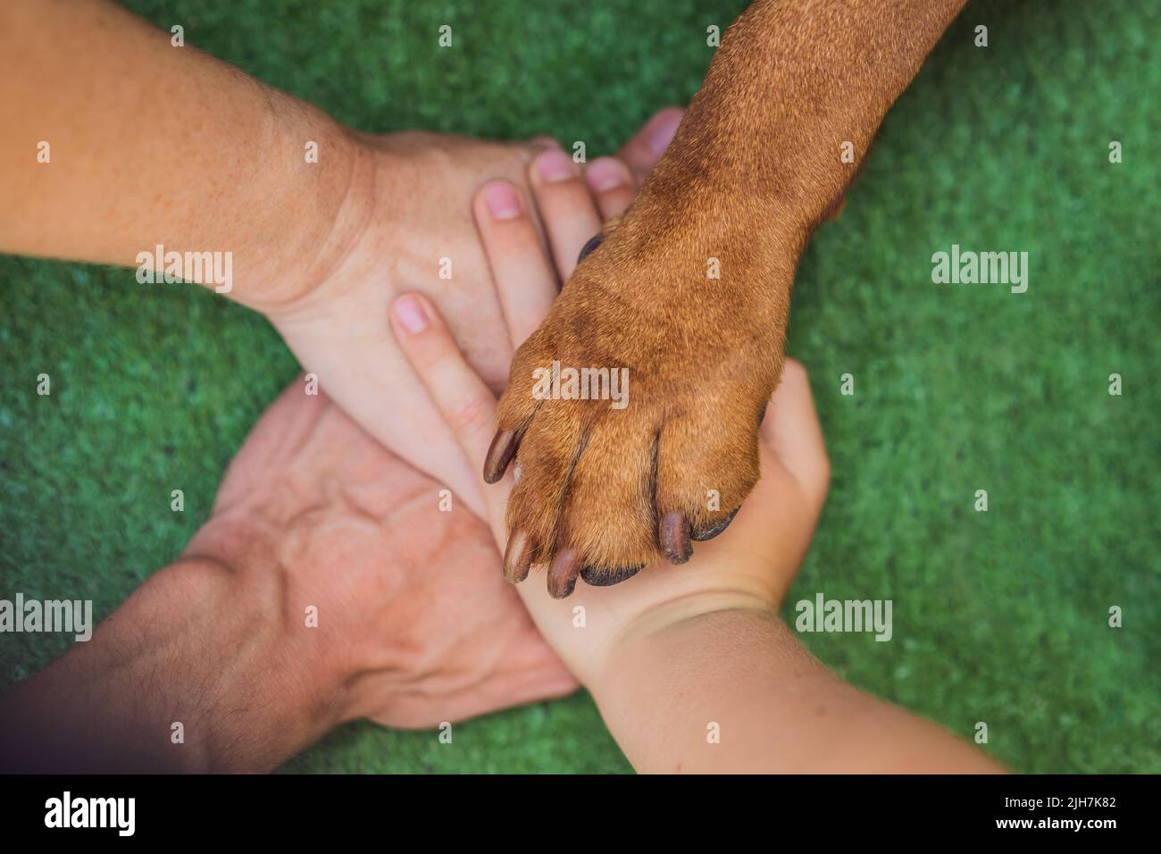 Human hands and dog paw as a team. Fight for animal rights, help