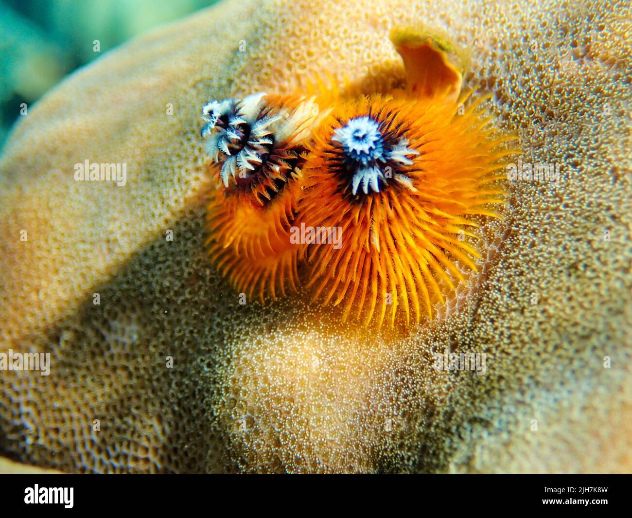 Indonesia Alor Island Christmas tree worm Spirobranchus giganteus