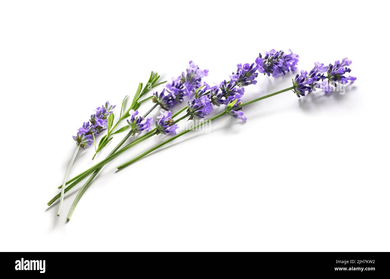 Fresh Lavender flowers bundle on a white Stock Photo - Alamy