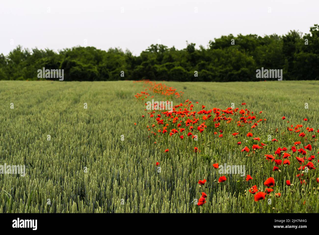 Blooming red common poppy flowers on a field with wheat. Stock Photo
