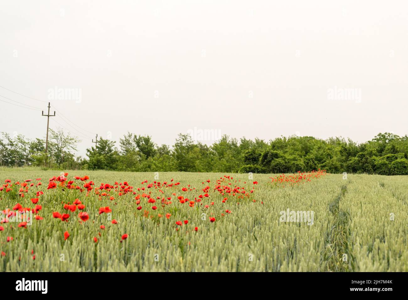 Blooming red common poppy flowers on a field with wheat. Stock Photo