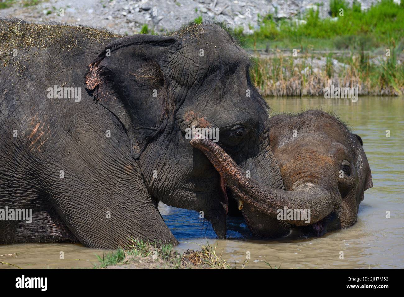 A young Asian elephant hugs an adult elephant with its trunk while standing in a pond. Portrait. Close-up. Stock Photo