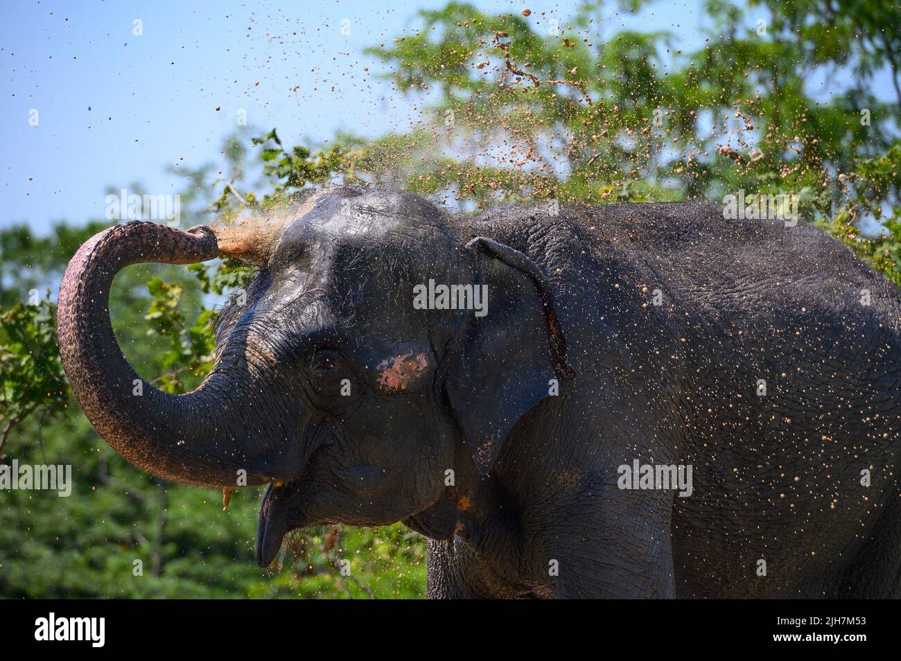 Asian elephant cheerfully pours water on himself from the trunk. Portrait. Close-up. Stock Photo