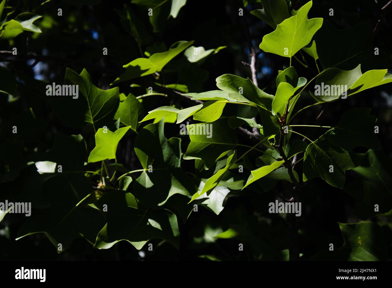 Bright green tree leaves backlit by sunlight Stock Photo