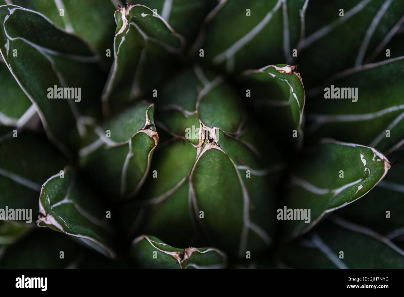 Macro photo of a succulent plant Stock Photo