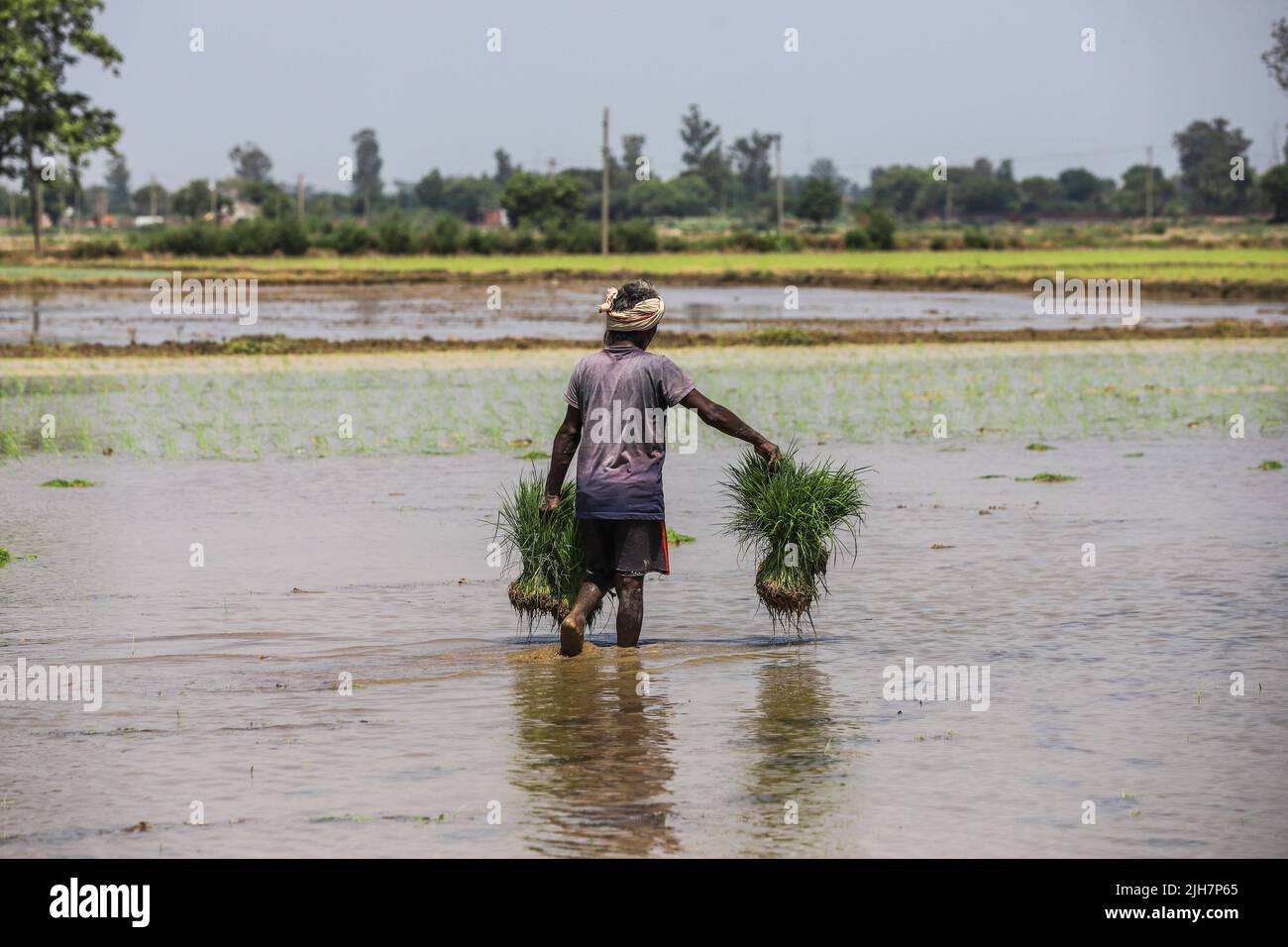 an-indian-farm-labourer-sowing-rice-saplings-in-a-paddy-field-on-the