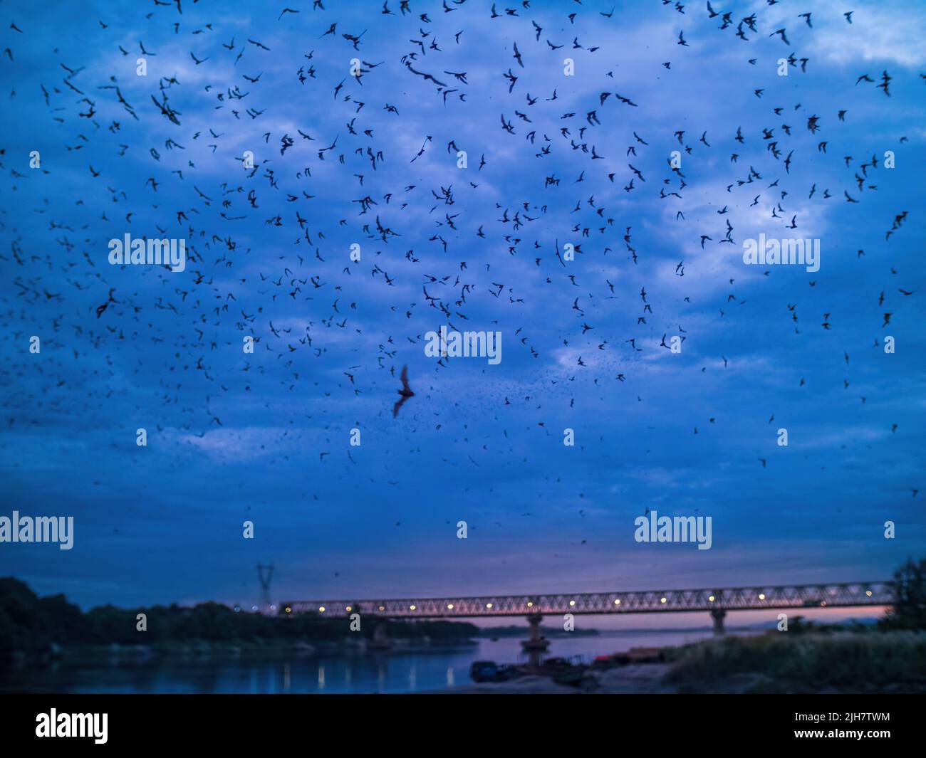 Countless Bats swarming out in the evening dusk over bridge and river Stock Photo