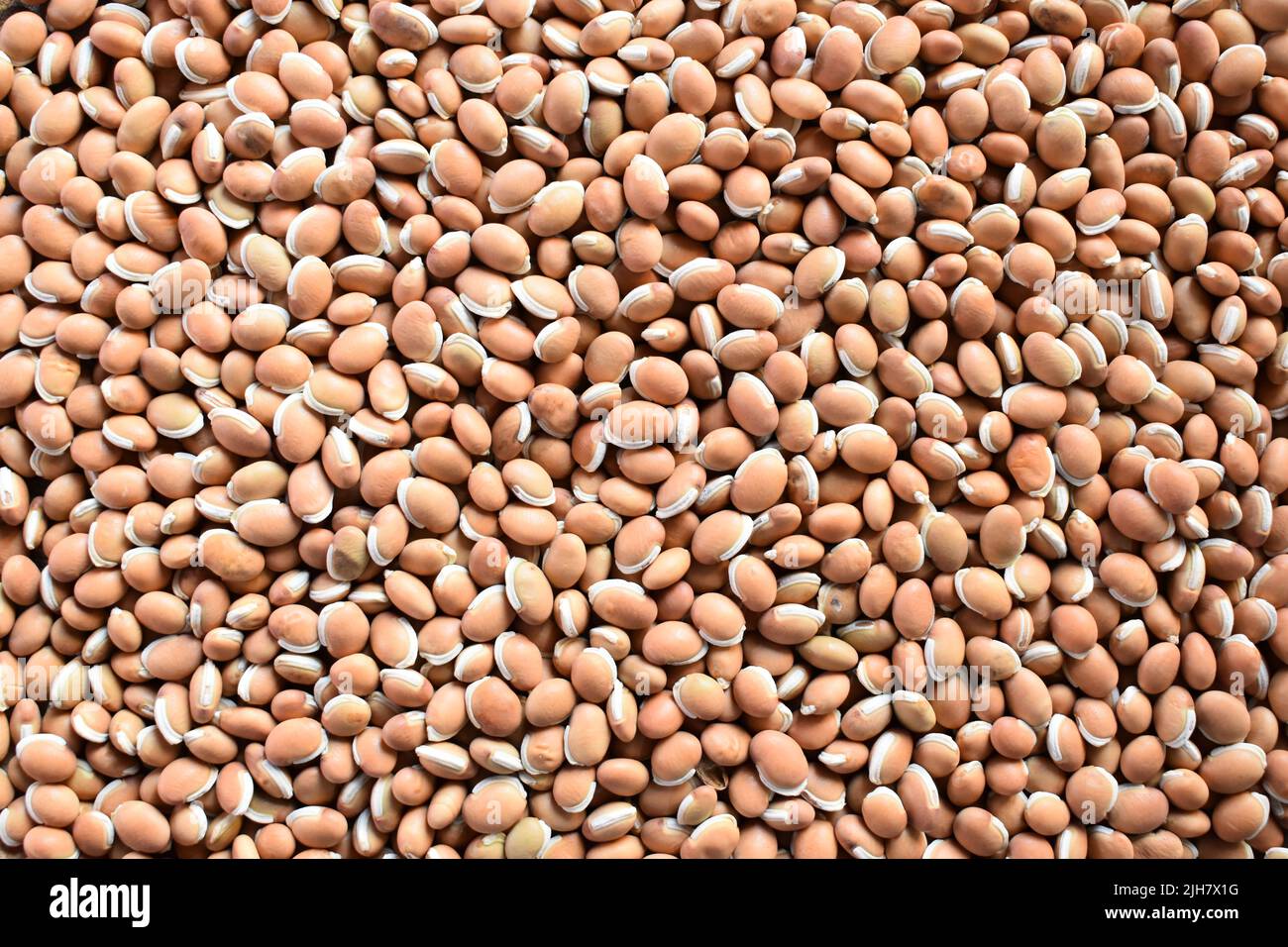 Raw whole dried brown Hyacinth bean Stock Photo