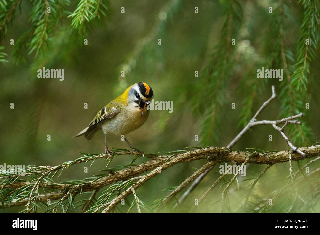 A small and colorful Common firecrest singing on a Spruce branch in Estonian boreal forest Stock Photo