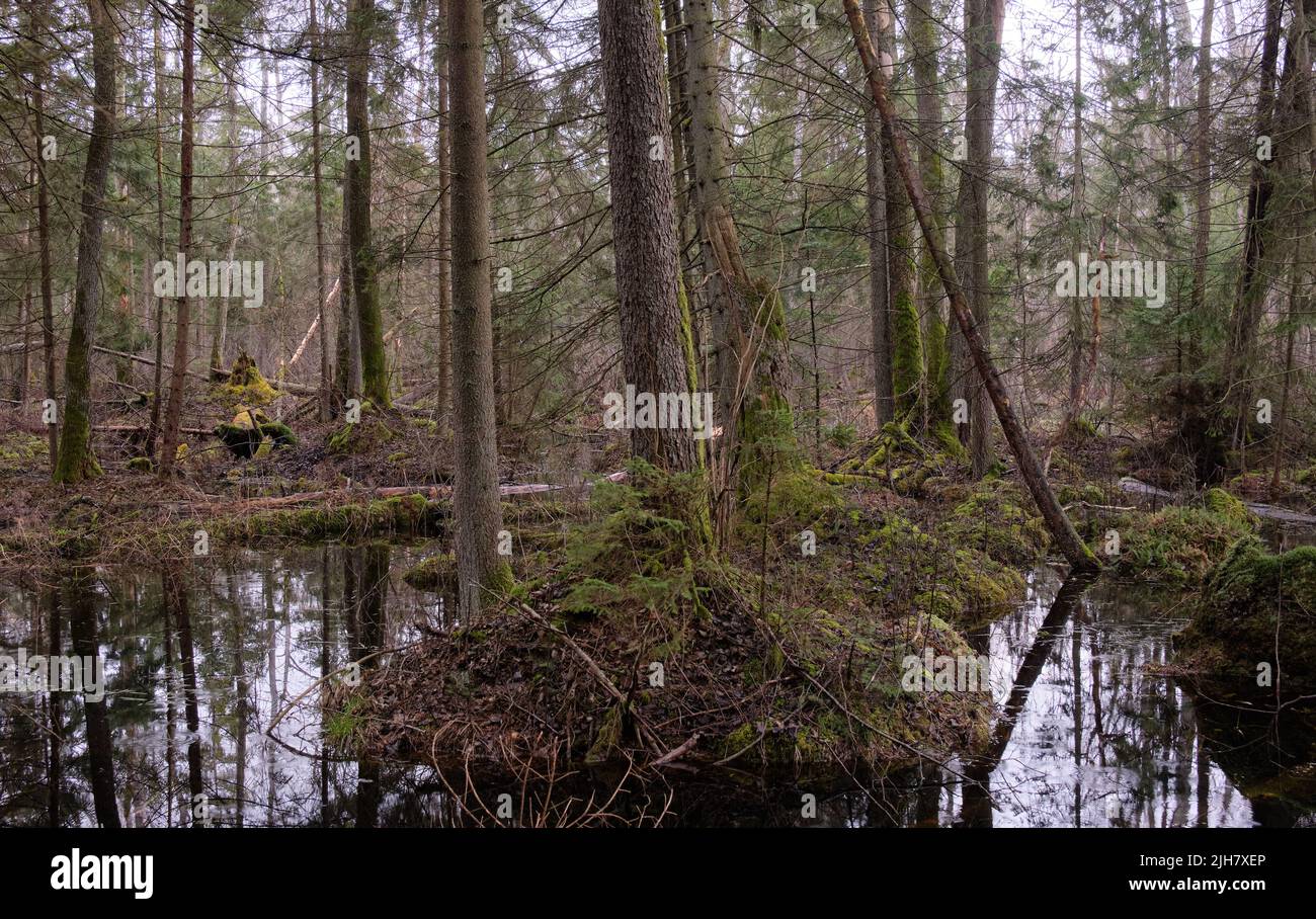 Springtime alder-bog forest with water flooded trees, Bialowieza Forest, Poland, Europe Stock Photo