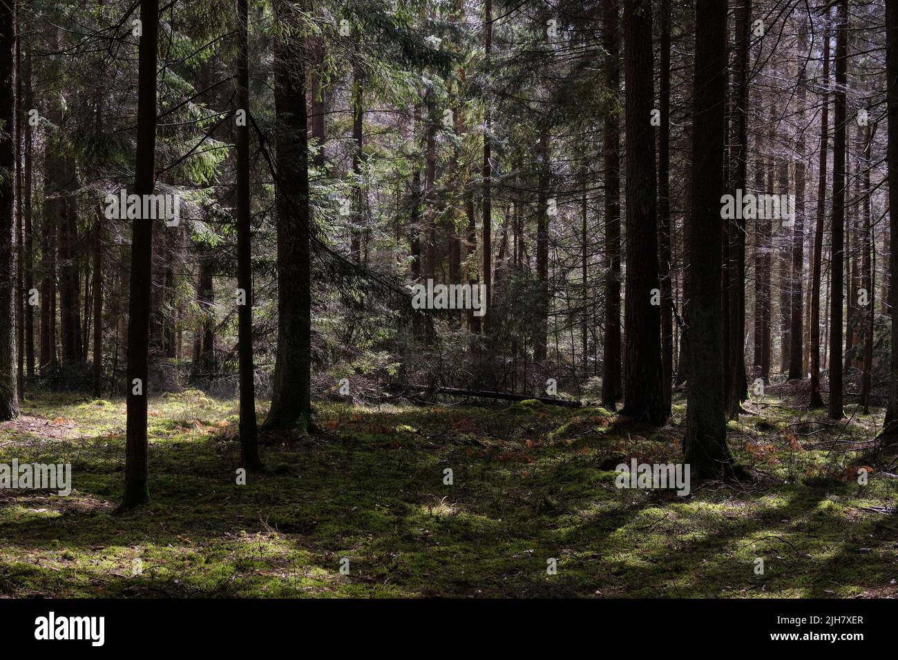 Springtime coniferous forest tree stand in sun with pines and spruces, Bialowieza Forest, Poland, Europe Stock Photo