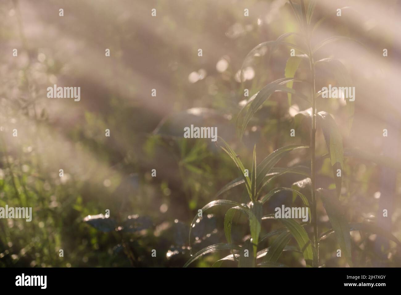 Garden plants in sun behind fuzzy water mist in morning Stock Photo