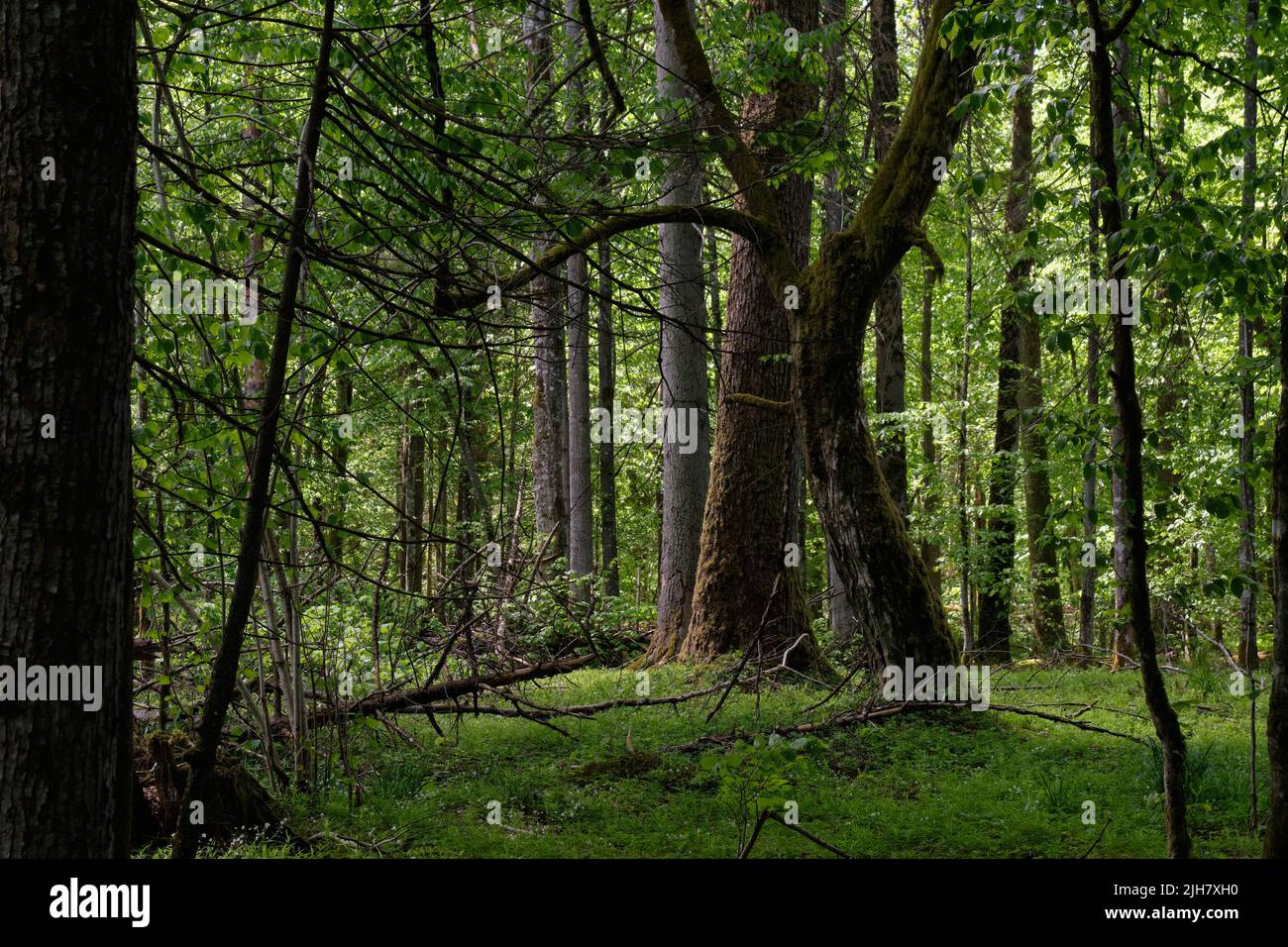 Rich deciduous forest in springtime light, Bialowieza Forest, Poland, Europe Stock Photo