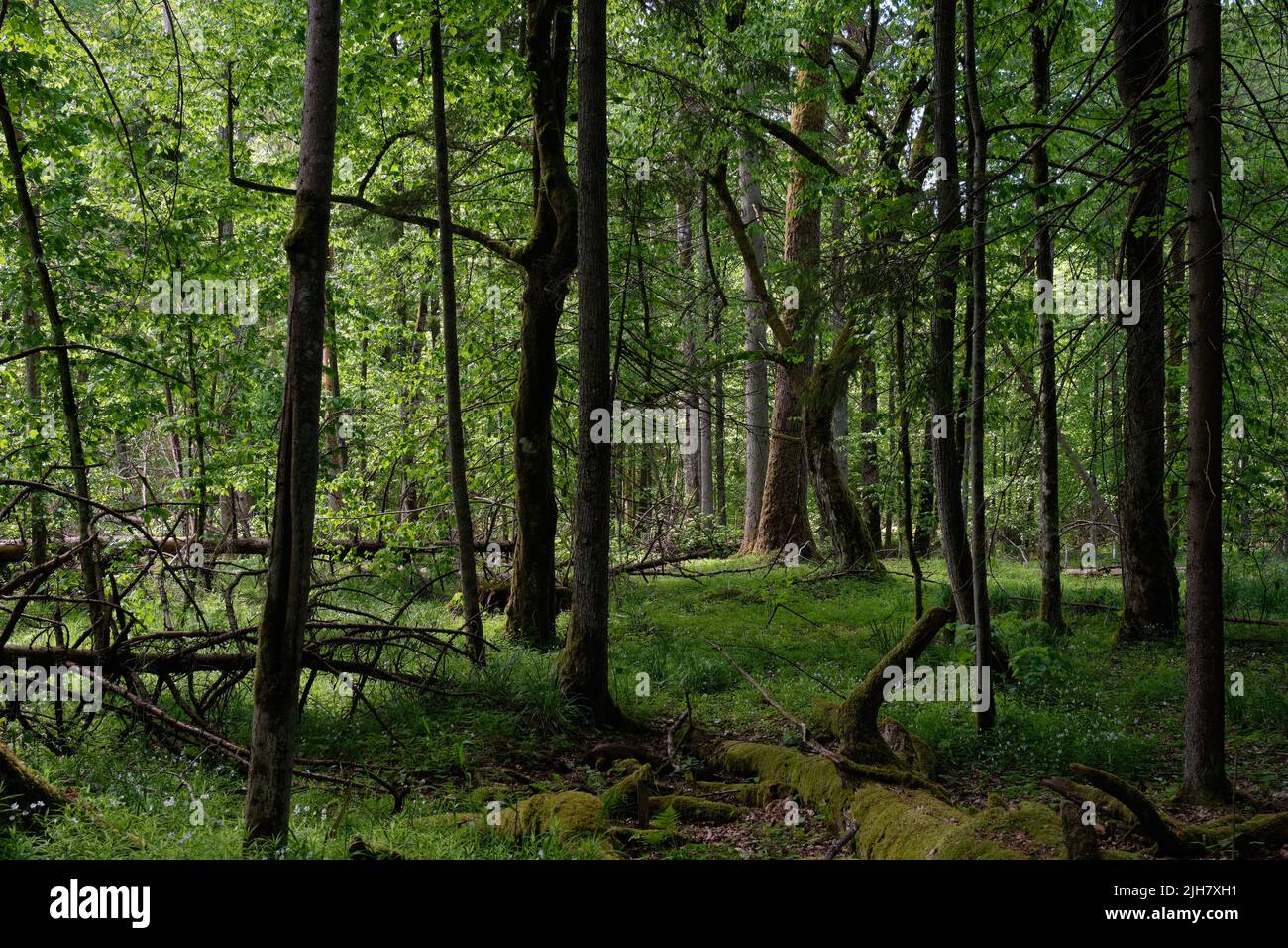 Rich deciduous forest in springtime light, Bialowieza Forest, Poland, Europe Stock Photo
