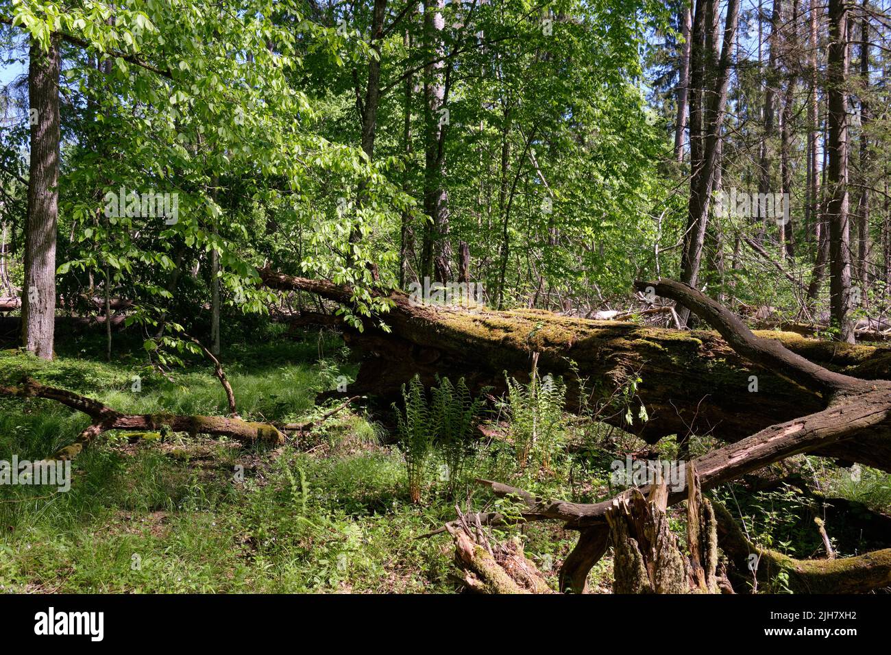 Oak and hornbeam tree deciduous forest in spring with broken oak tree in foreground, Bialowieza Forest, Poland, Europe Stock Photo