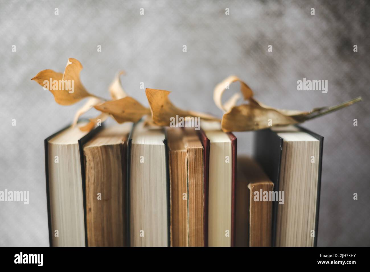 Vintage photo of a leaf on a pile of books Stock Photo