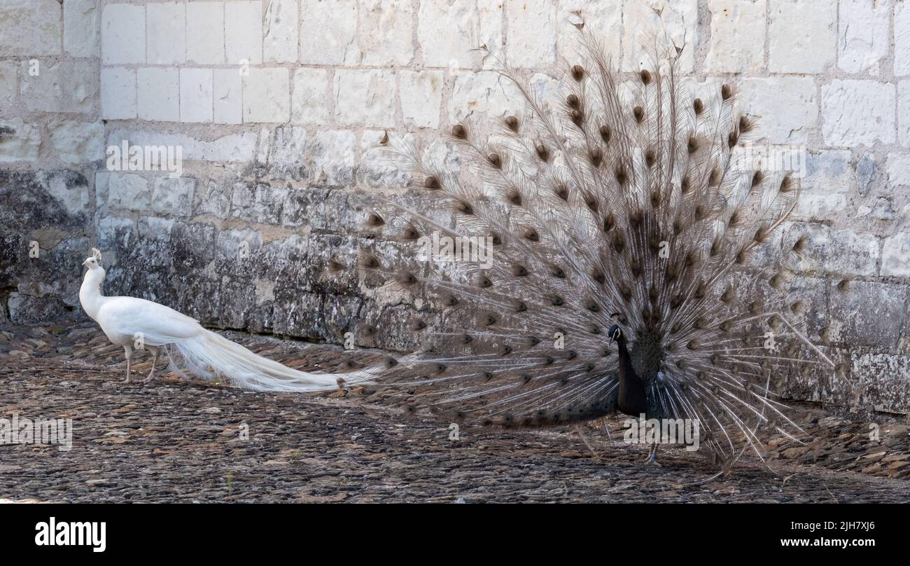 Peacock Ritual Opal peacock hi-res stock photography and images - Alamy