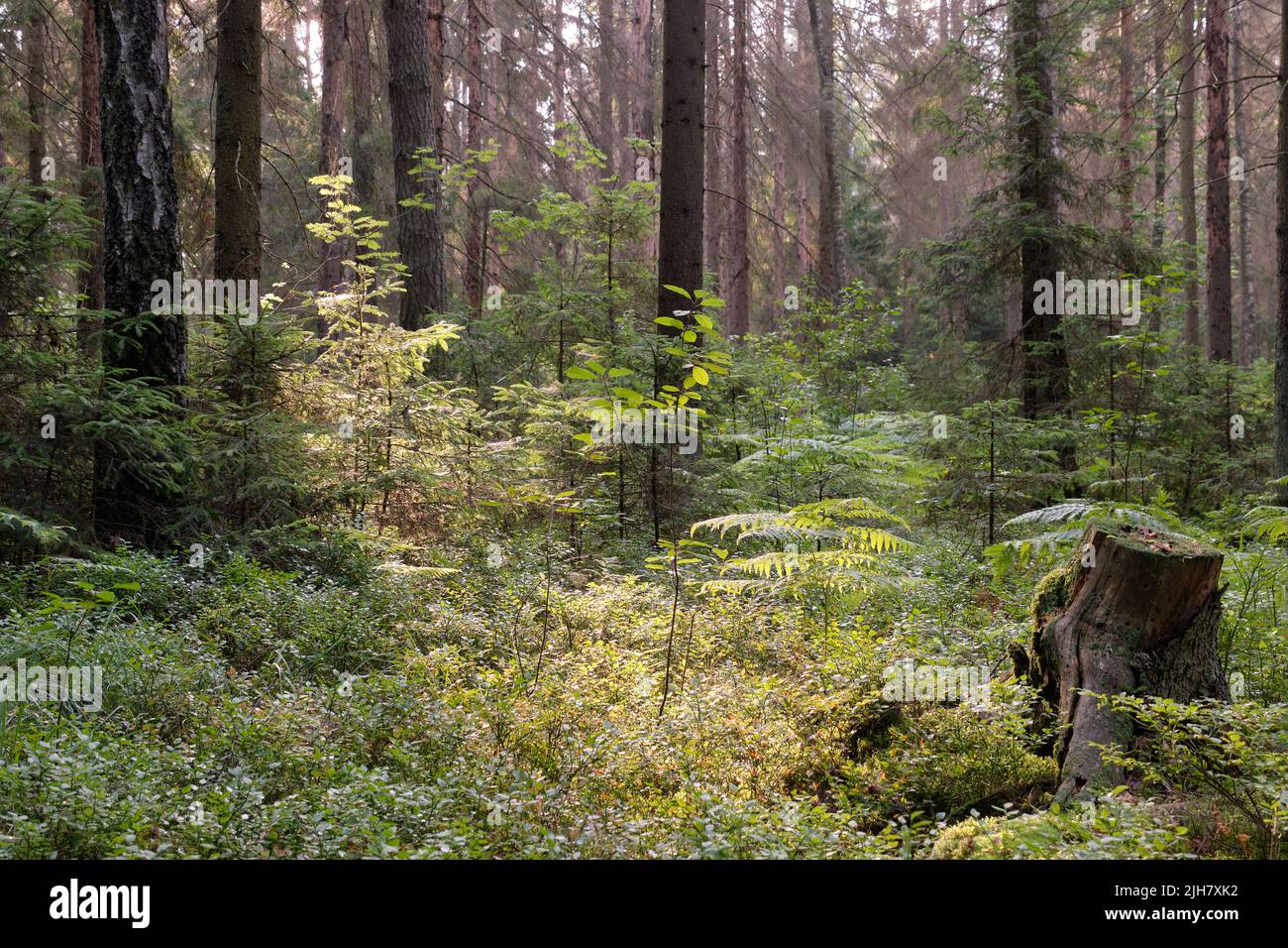 oniferous stand in sunrise with pine and spruce and moss covered forest floor,Bialowieza Forest,Poland,Europ Stock Photo