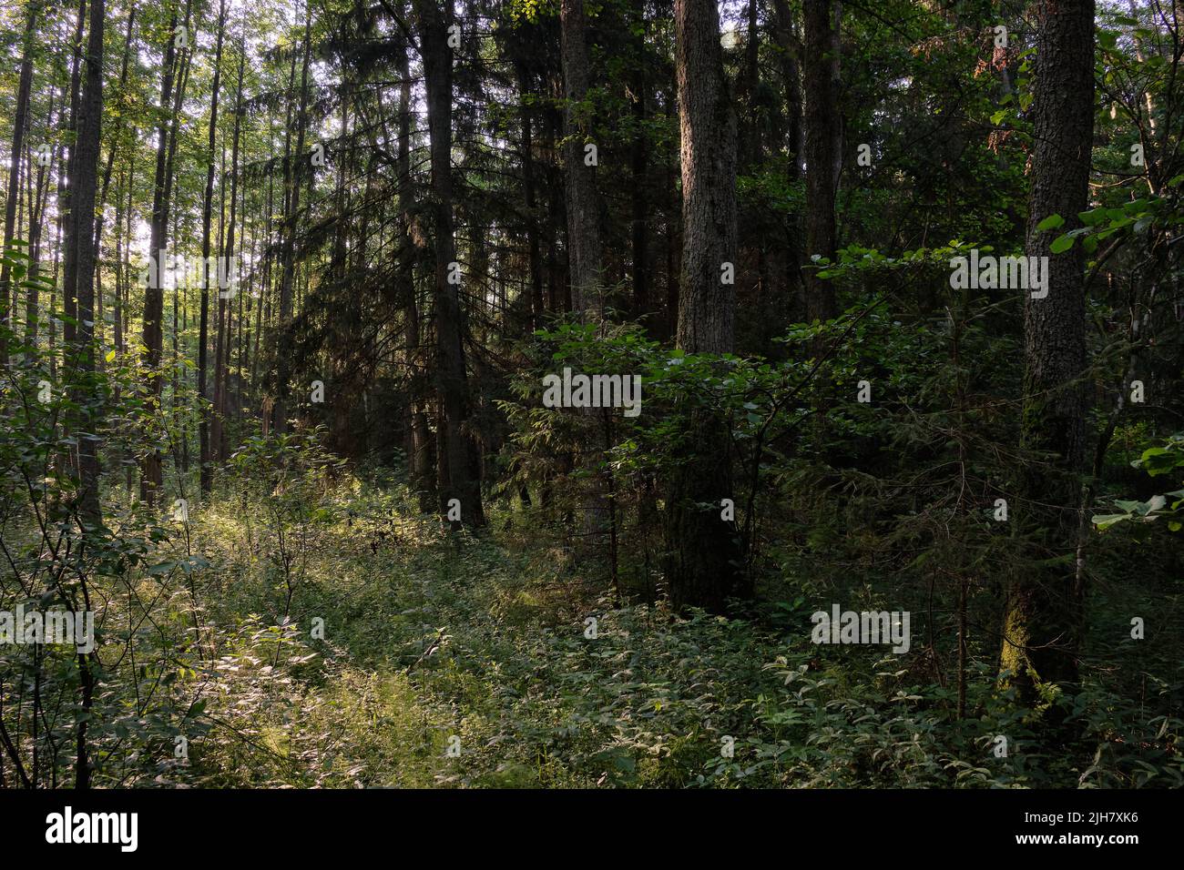 Frash Alder tree mixed forest in summertime morning with sunlight entering, Bialowieza Forest, Poland, Europe Stock Photo