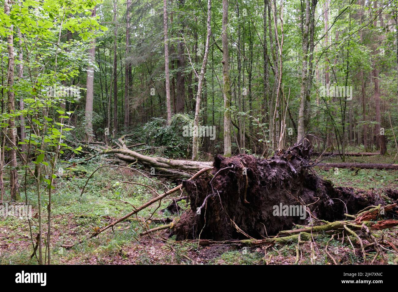 Springtime deciduous primeval stand with old hornbeam tree broken in foreground, Bialowieza Forest, Poland, Europe Stock Photo