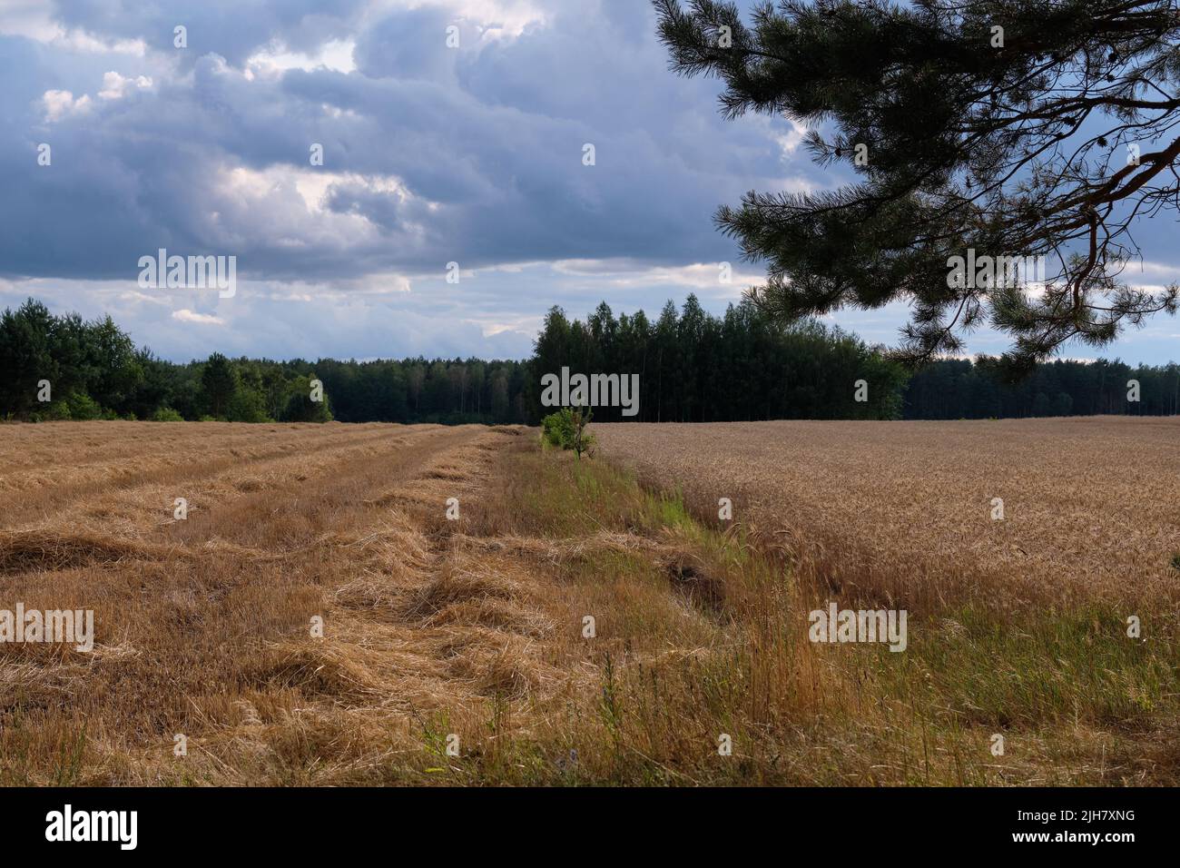 Rye field in sunset light under cloudy sky in summer, podlaskie Voivodship, Poland, Europe Stock Photo