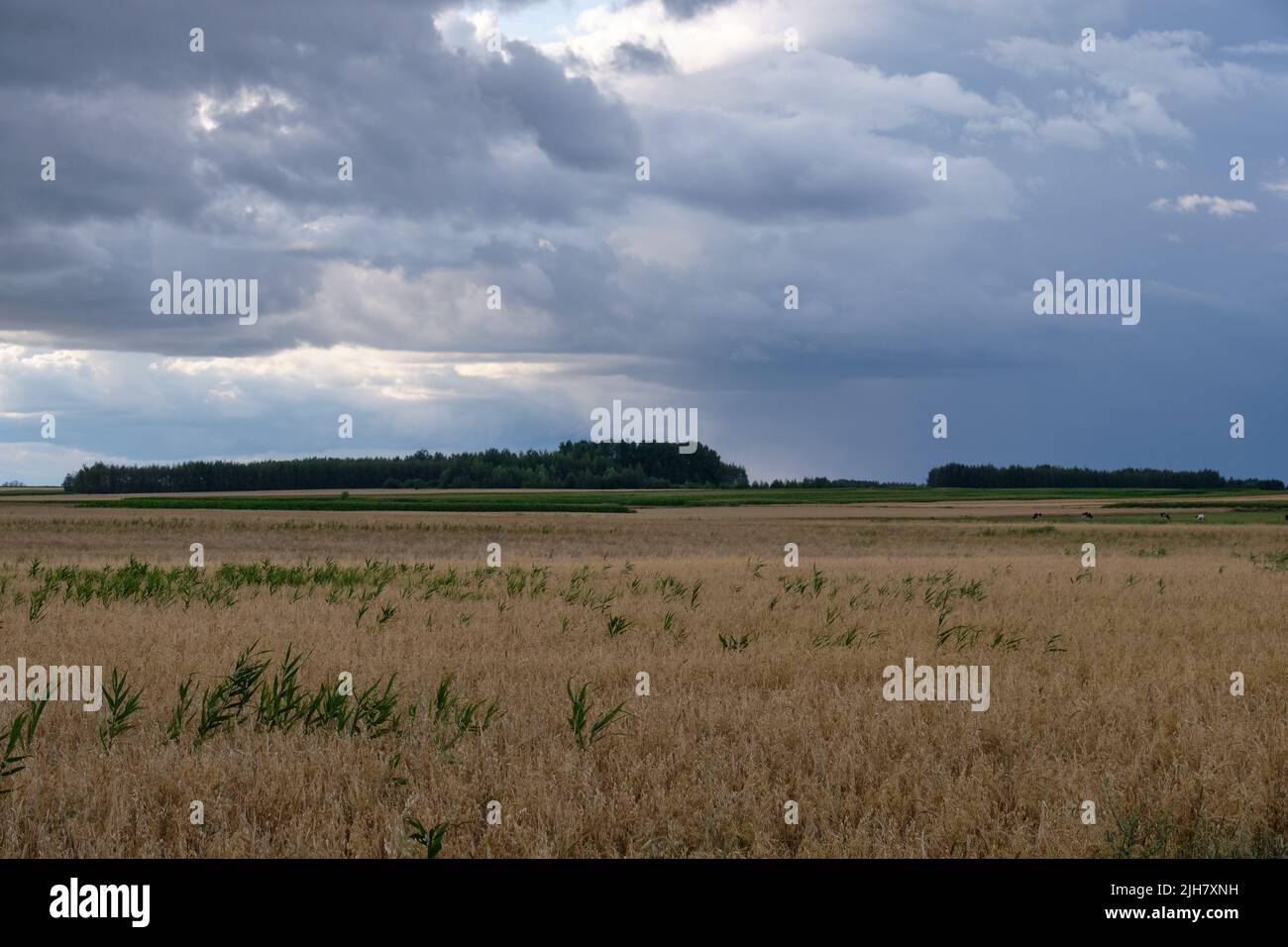 Rye field in sunset light under cloudy sky in summer, podlaskie Voivodship, Poland, Europe Stock Photo