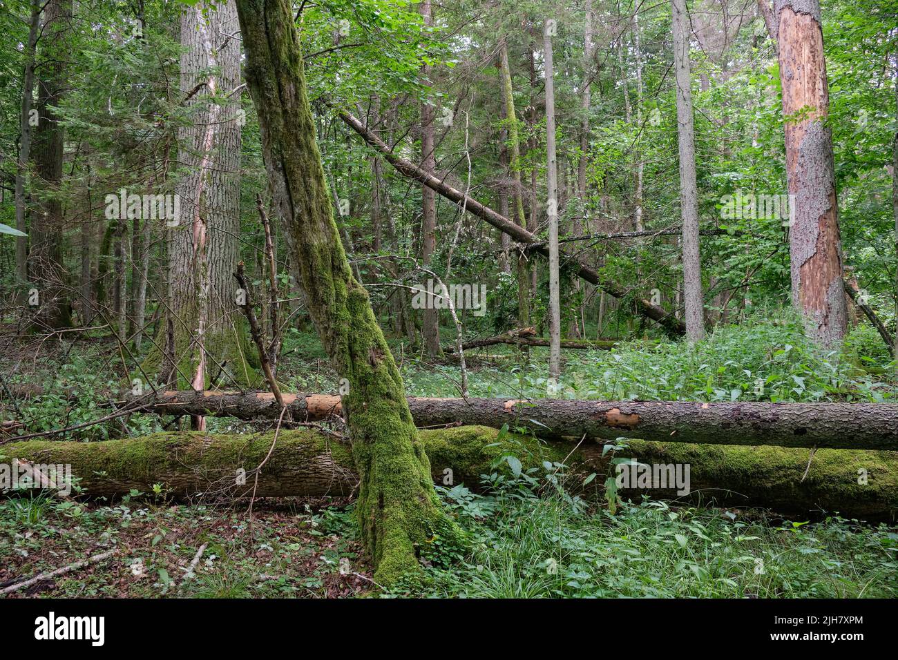 Summertime wet mixed forest with broken dead trees, Bialowieza Forest,Poland,Europe Stock Photo