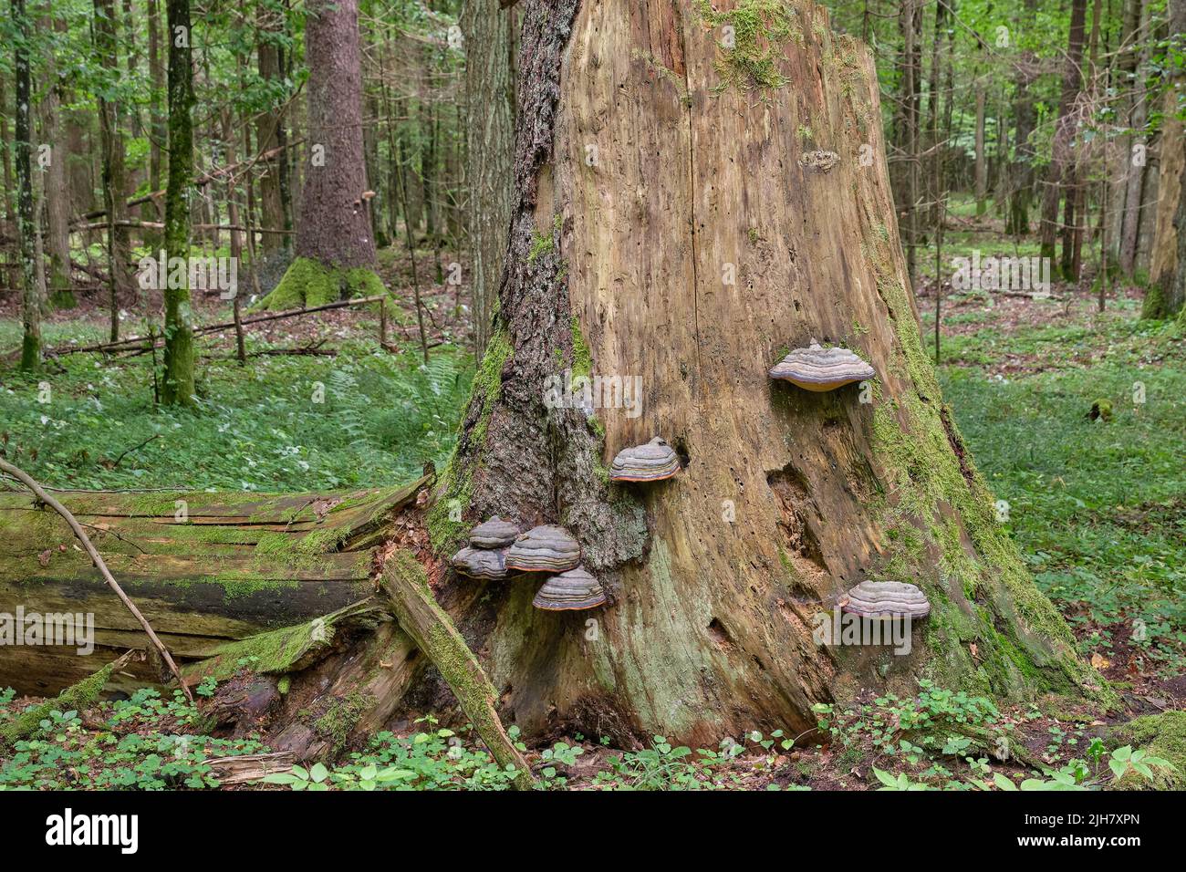 Group of Polypore fungi in fall grows over spruce tree stumps, Bialowieza Forest, Poland, Europe Stock Photo