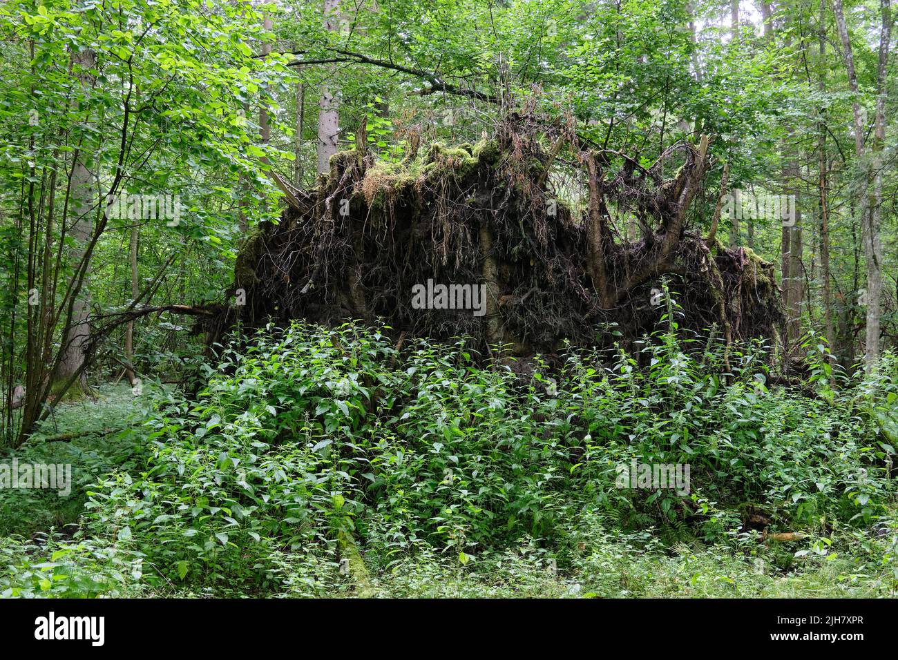 Partly declined broken oak roots in summertime deciduous forest with lots of nettle in foreground, Bialowieza Forest, Poland, Europe Stock Photo