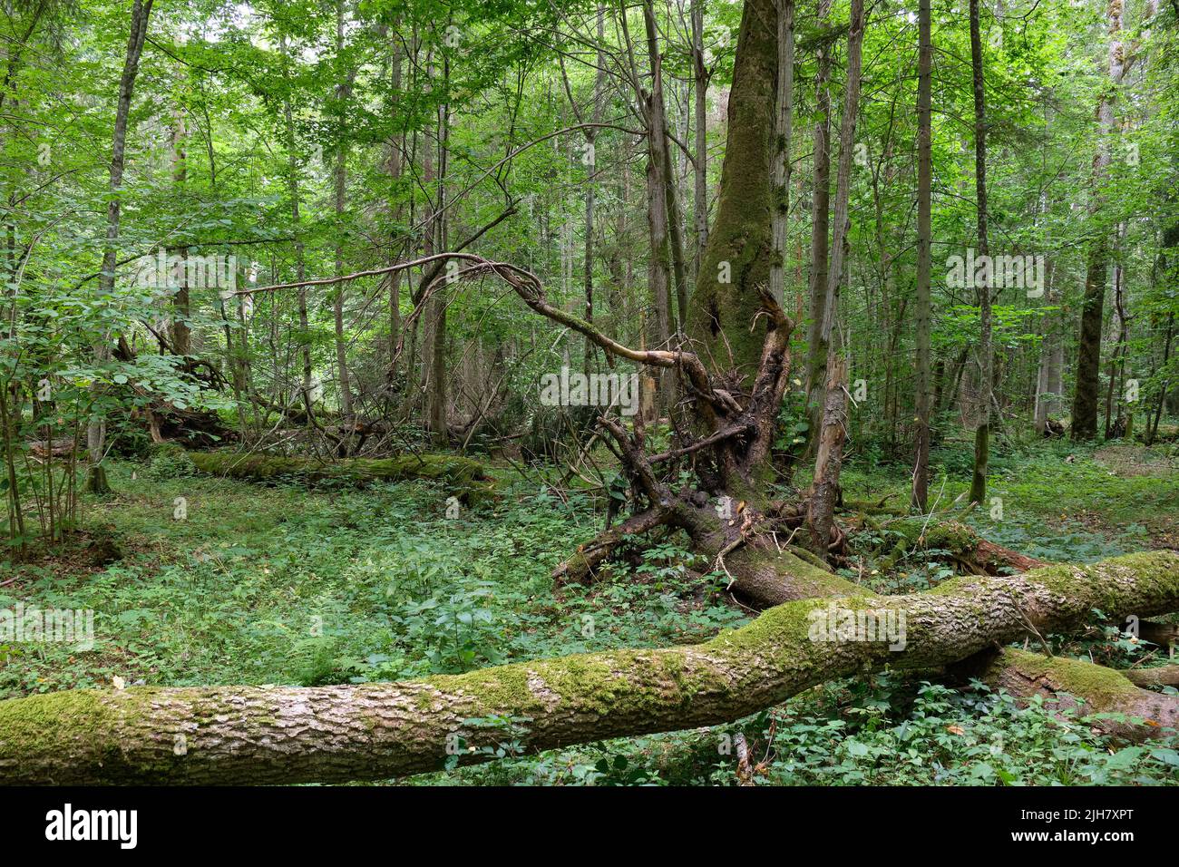Broken old spruce tree and old linden tree in background in summertime deciduous tree stand, Bialowieza Forest, Poland, Europe Stock Photo