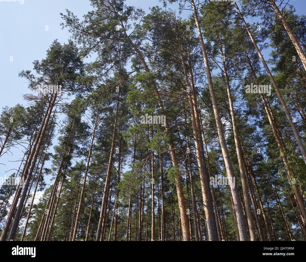 Pine tree forest. Beautiful summer forest on a summers day Stock Photo ...