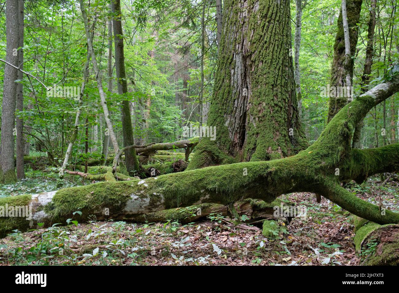 Broken old hornbeam tree and old oak tree in background in summertime deciduous tree stand, Bialowieza Forest, Poland, Europe Stock Photo