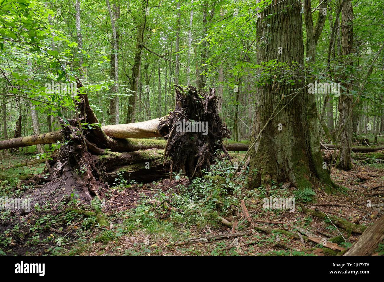 Broken old spruce tree with roots above lying among plants in summertime deciduous tree stand, Bialowieza Forest, Poland, Europe Stock Photo