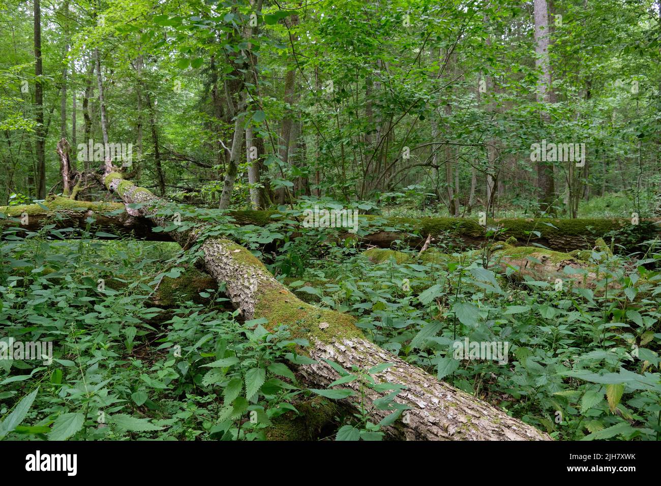 Broken old ash trees moss wrapped lying among plants in summertime deciduous tree stand, Bialowieza Forest, Poland, Europe Stock Photo