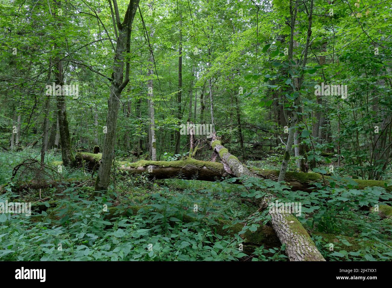Broken old ash trees moss wrapped lying among plants in summertime deciduous tree stand, Bialowieza Forest, Poland, Europe Stock Photo