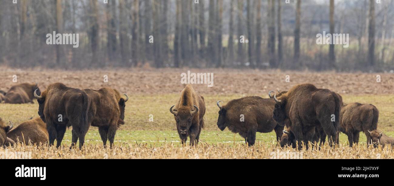 European Bison herd grazing in winter with strong male in center, Podlaskie Voivodeship, Poland, Europe Stock Photo