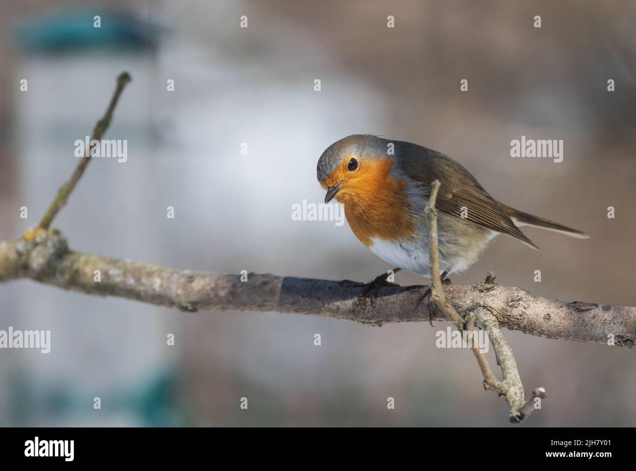 European robin (Erithacus rubecula) on branch looking at camera, Podlaskie Voivodeship, Poland, Europe Stock Photo