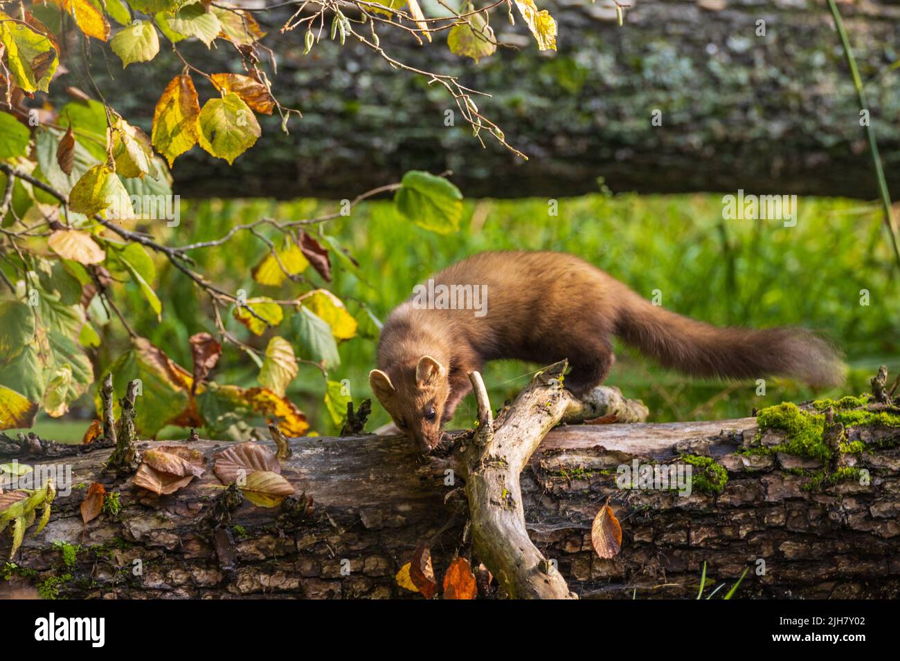 Pine Marten (Martes martes) close to water with lying tree in background, Bialowieza Forest, Poland, Europe Stock Photo