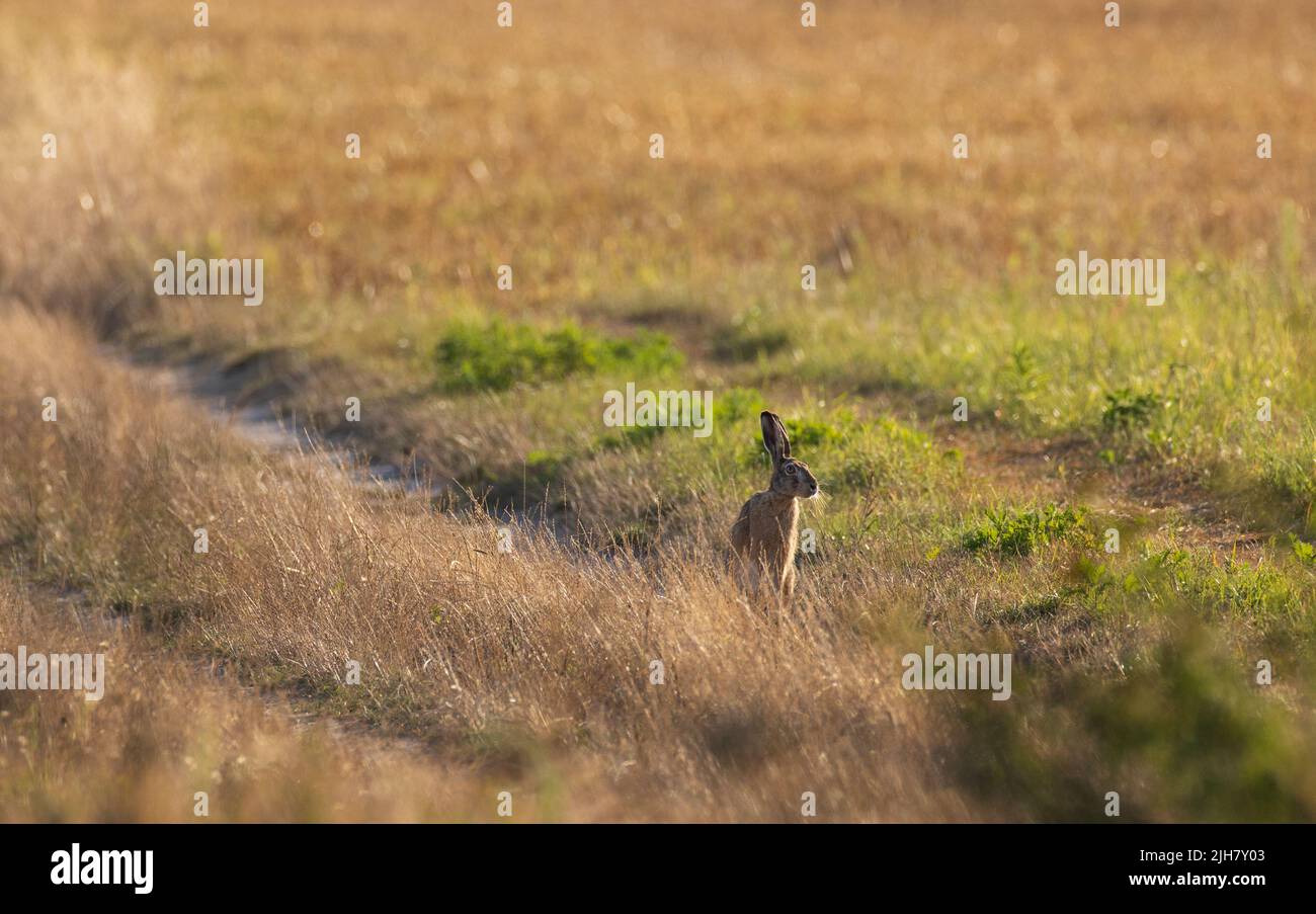 Hare's head in light of rising sun in summer among fuzzy grass, Podlasie Region, Poland, Europe Stock Photo