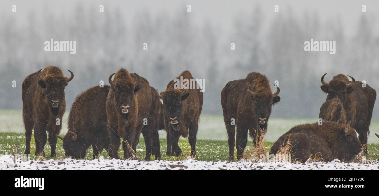 European Bison herd resting in snowfall against forest stand, Podlaskie Voivodeship, Poland, Europe Stock Photo