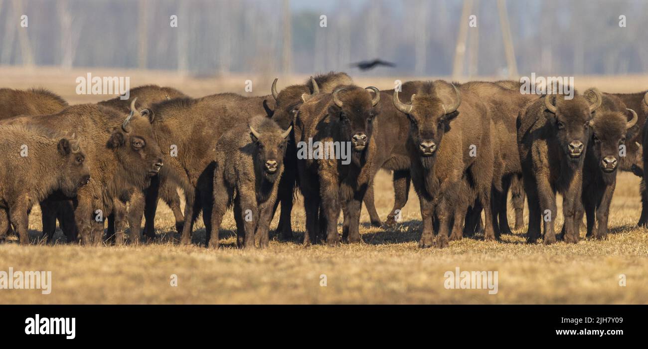 European bison females grazing in sunny day and industrial background, Podlaskie Voivodeship, Poland, Europe Stock Photo