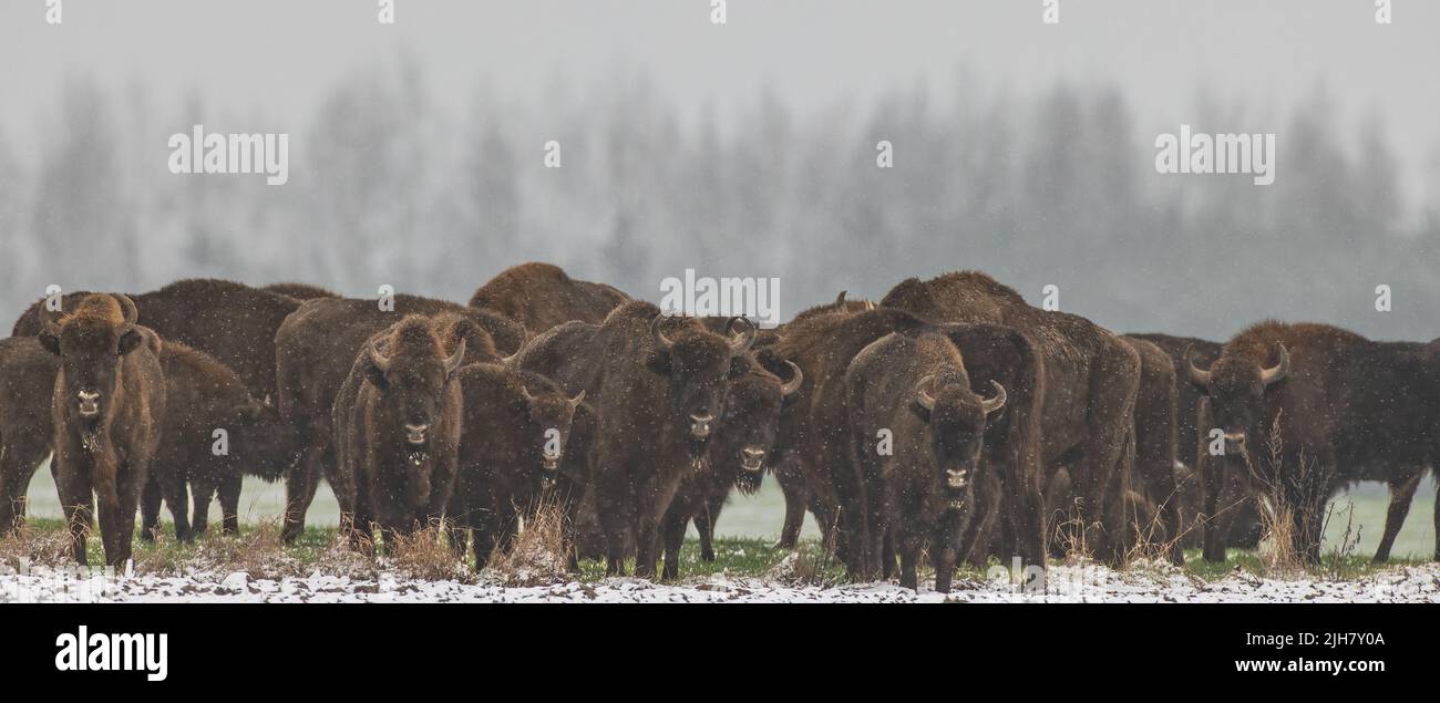 European Bison herd resting in snowfall against forest stand, Podlaskie Voivodeship, Poland, Europe Stock Photo