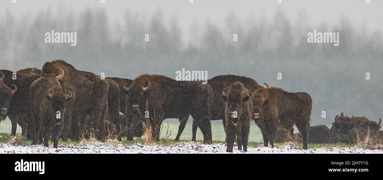 European Bison herd feeding in snowfall against forest stand, Podlaskie Voivodeship, Poland, Europe Stock Photo