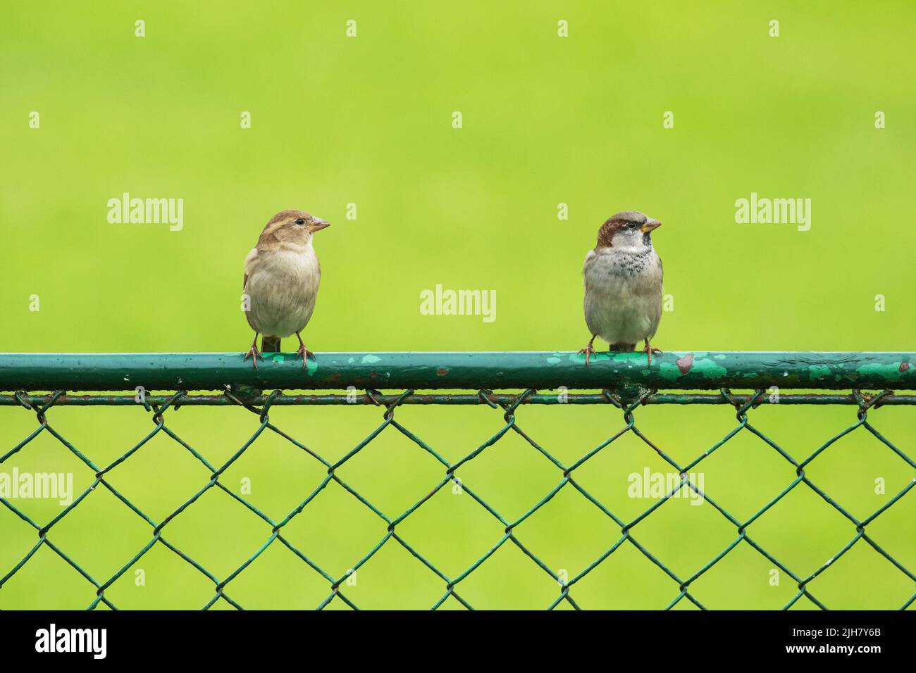 Two House sparrows standing on a metal gate on a summer day in Europe Stock Photo
