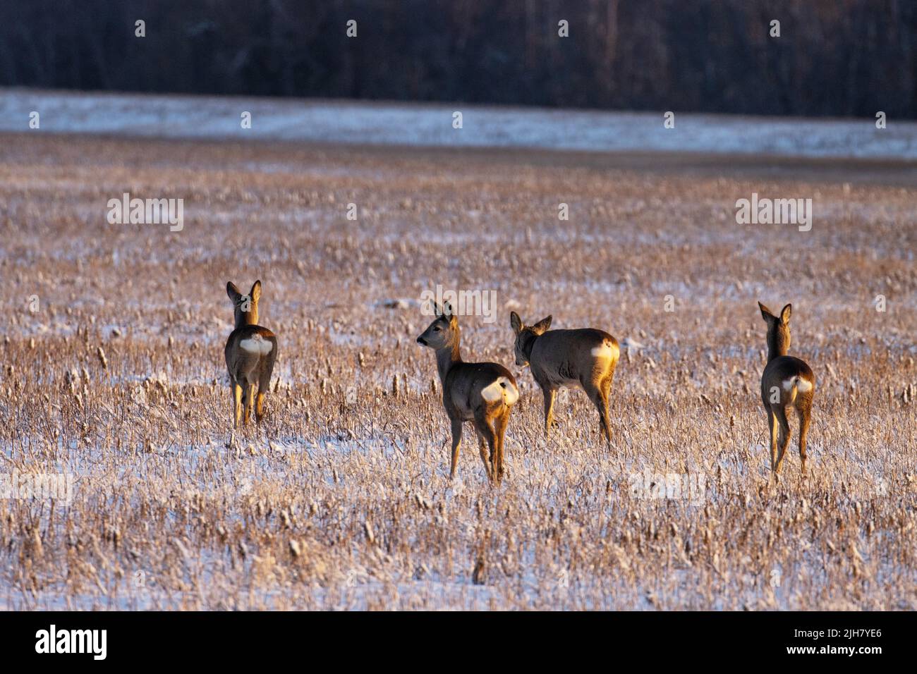 A group of Roe deer walking away from a field covered with straws during a wintry sunset in Estonia. Stock Photo