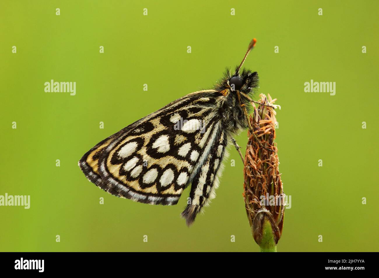 Large chequered skipper, Heteropterus morpheus resting on a straw on summery meadow in Estonia, Northern Europe Stock Photo