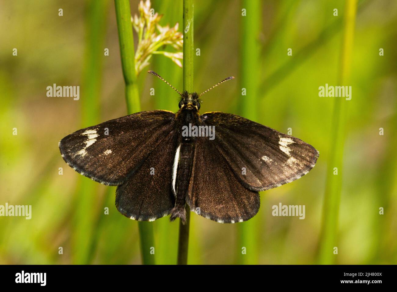 Large chequered skipper, Heteropterus morpheus resting on a straw with its wings open on summery meadow in Estonia, Northern Europe Stock Photo