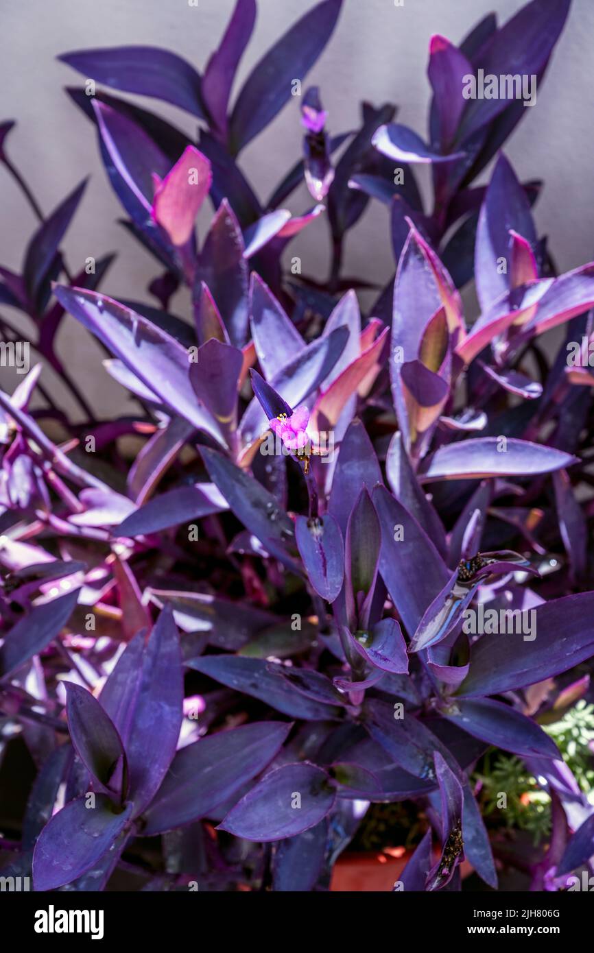 Tradescantia pallida, is not toxic and is generally considered safe for human consumption and also as fodder, in cattle and pig feed. Stock Photo