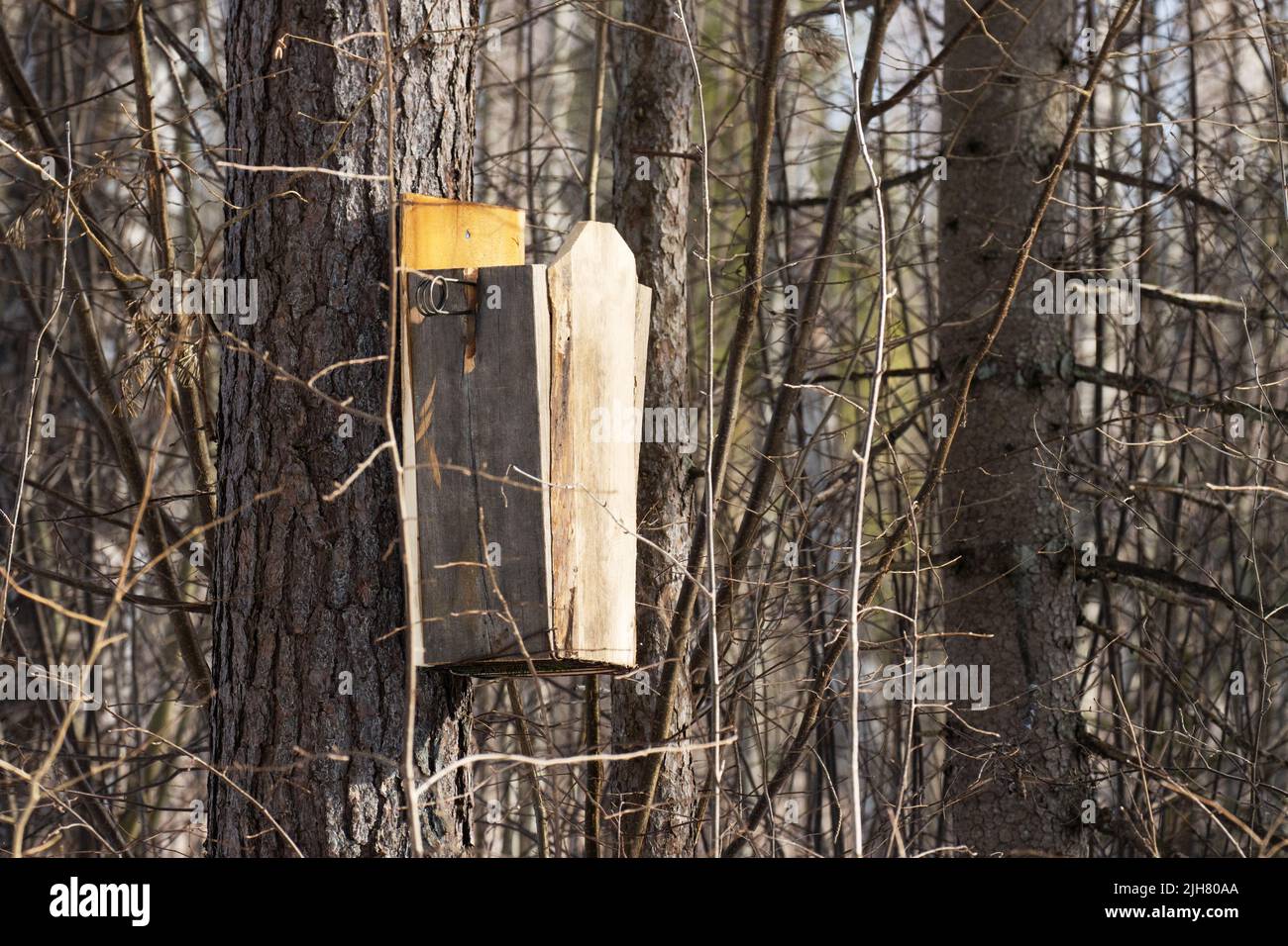 A wooden trap box for capturing Pine Martens set up in Estonian boreal forest Stock Photo